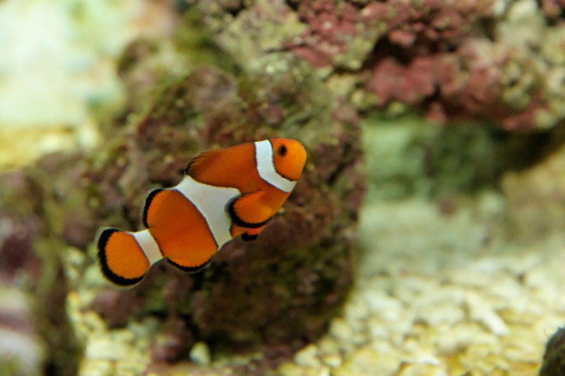 Amphiprion ocellaris (false percula clownfish), Aquarium.jpg - Amphiprion ocellaris (false percula clownfish)